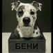 Фигурка на Вашия домашен любимец по снимка 10 см Фигурка на Вашия домашен любимец по снимка  photo 5